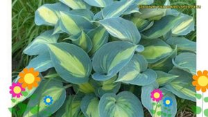 Хоста гибридная Катерина. Краткий обзор, описание характеристик hosta hybrida Catherine