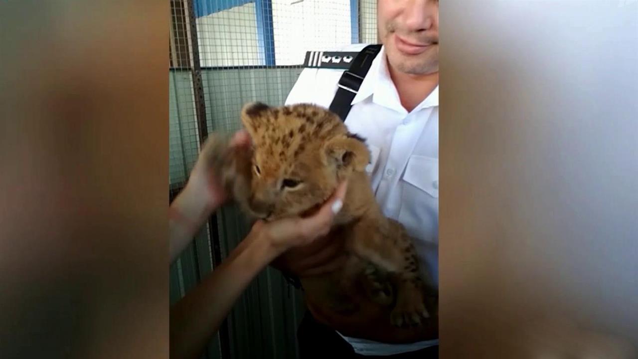 В Сочи сотрудники Федеральной таможенной службы пр...ального вывоза за границу двухмесячного львенка