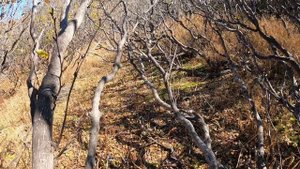 Камчатка, охота на зайца и первый трофей этого года.