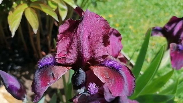 + ирис карликовый Черри Гарден (Iris pumila Cherry Garden) Видеопортрет растения. май 2022.mp4