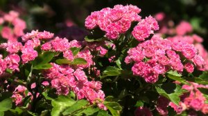 Цветёт боярышник