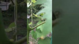 Супер виноград 40см кисти