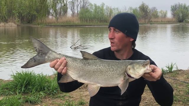 Жерех на всплеск / Ловля на кастмастер и воблер / Рыбалка на спиннинг весной в Астрахани смотреть онлайн