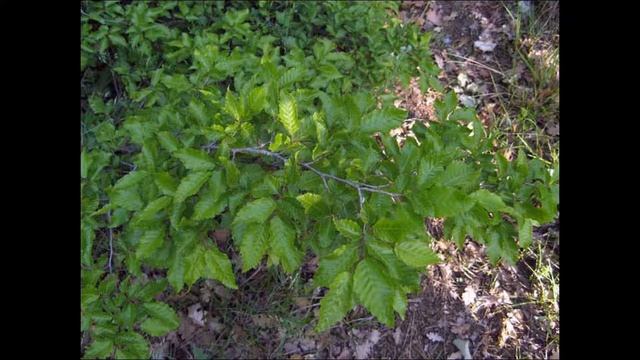 Дуб пушистый. Фисташка туполистная. Грабинник. Держи-дерево. смотреть онлайн
