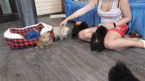 Щенки Миниатюрного ШПИЦА Обзор Помёта от 14 05 2021.Чёрный Шпиц, кремовый шпиц, оранжевый шпиц.