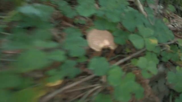 БЕЛЫЕ грибы в Подмосковье, 13 ИЮЛЯ 2023 смотреть онлайн