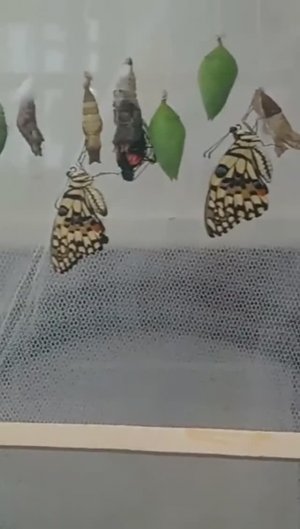 рождение бабочки.mp4