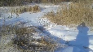 Расчистка водоёма от камыша  Зимой