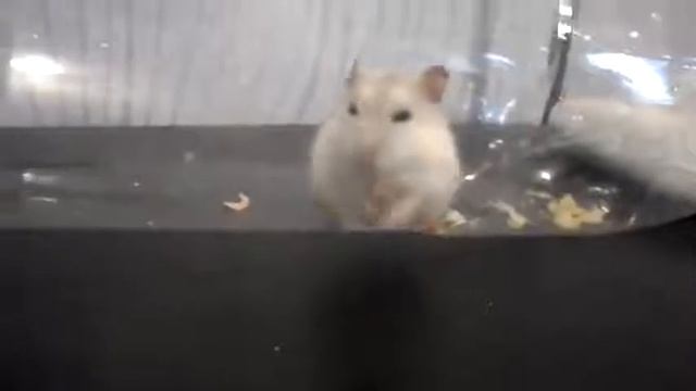Размножение хомячков джунгариков смешное видео смотреть онлайн