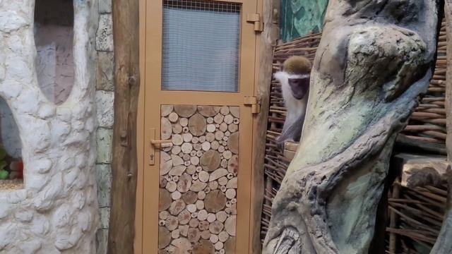 ЧТО творят ОБЕЗЬЯНЫ и НОСУХИ за стеклом? Вспоминаю Тайган... смотреть онлайн