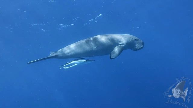 Dugong -Dugong dugon- смотреть онлайн