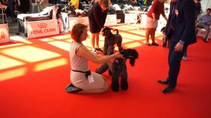 Специализированная выставка ранга ПК КЕРРИ БЛЮ ТЕРЬЕР 1.05.2017-3