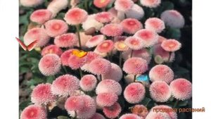 Маргаритка обыкновенный Тассо Стробери энд Крим ? обзор: как сажать, семена маргаритки