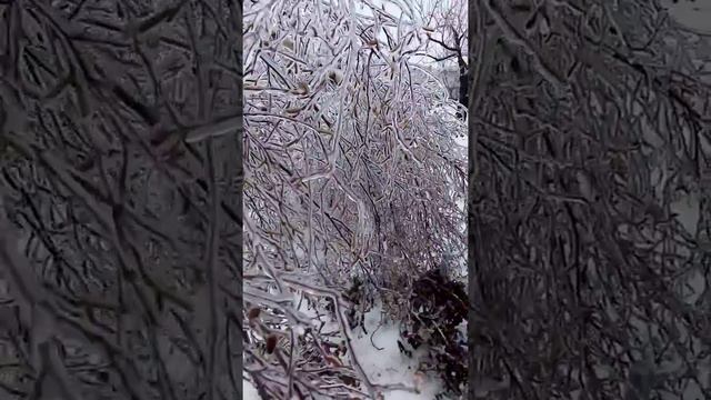 Мама отличника ЛП - Обзор комментариев с ДР. Хрустальная зима ч.1