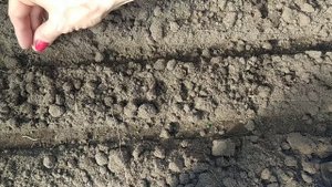 Посев редиса в феврале. Редис "Селеста". Агротехника выращивания редиса. radish. rabanete