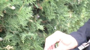 Чем отличаются шишки туи восточной от туи западной.