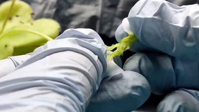 Как опылить цветы Pinguicula(Жирянки)? Pollination of flowers Pinguicula. смотреть онлайн