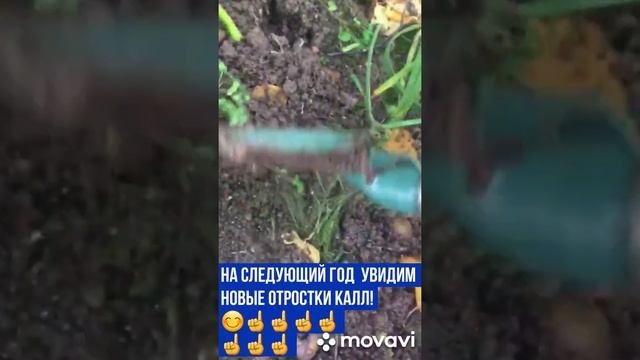Вырастить цветы Каллы легко.Уход и получении отростков Каллы весной
