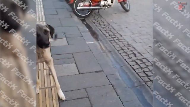 Животные Просят Помощи у Людей смотреть онлайн