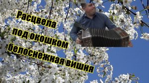 Расцвела под окошком белоснежная вишня на гармони