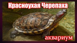 Красноухая Черепаха.Аквариум.Кормим Красноухую Черепаху мясом.