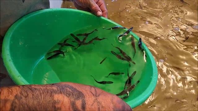 Выращивание малька веслоноса в садках на базе теплых, сбросных вод ГРЭС, АЭС смотреть онлайн