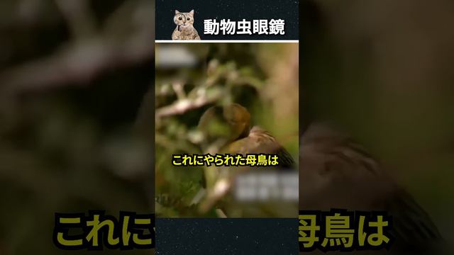 鳥の巣を狙う昆虫 смотреть онлайн