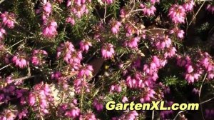 Heidekraut im Garten (Besenheide / Calluna Vulgaris / Erikablüte)