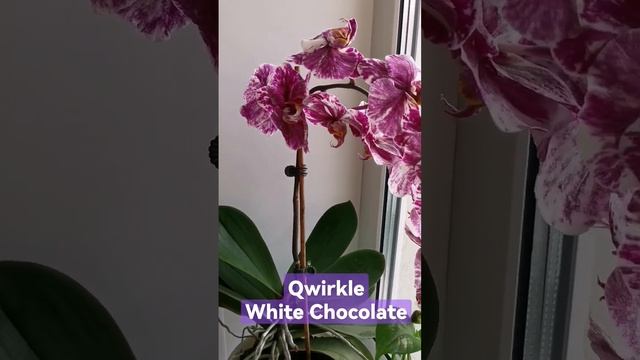 Qwirkle White Chocolate #орхидеи