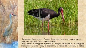 Птицы Красной книги Удмуртии