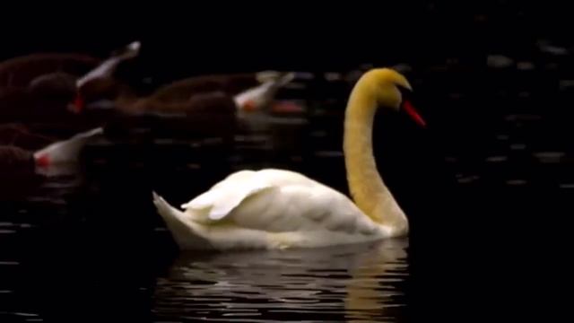 ЛЕБЕДЬ БЕЛАЯ смотреть онлайн