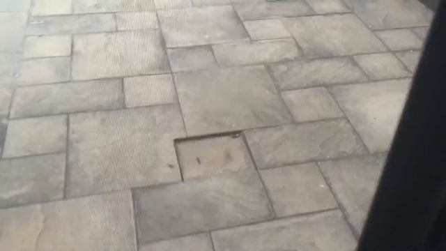 ЮАР мангусты южная Африка смотреть онлайн