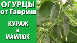 Огурцы Кураж и Мамлюк от Гавриш. Сравнение зеленцов.