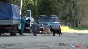 Отлов собак