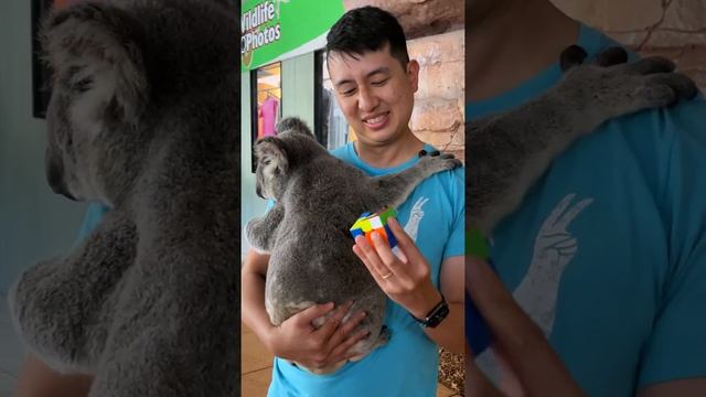 Solve a Rubik's Cube While Holding A KOALA ?