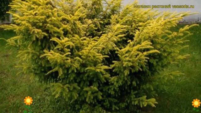 Тис ягодный Элегантиссима. Краткий обзор, описание характеристик taxus baccata Elegantissima смотреть онлайн