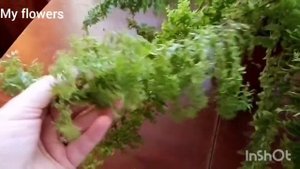 Нефролепис. Папоротник. Мой уход за ним.