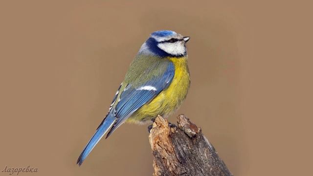Голоса птиц как поёт Лазоревка Cyanistes caeruleus