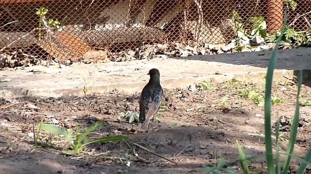 Скворец на даче смотреть онлайн