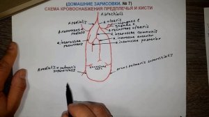 КРОВОСНАБЖЕНИЯ ПРЕДПЛЕЧЬЯ И КИСТИ