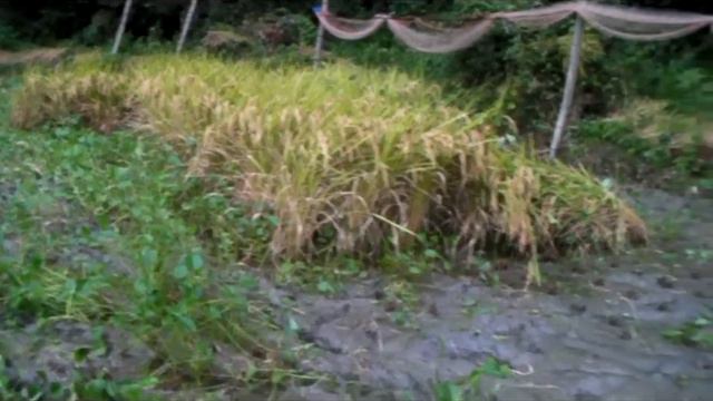  Japan Rice Paddy - Softypapa Adventures - Walking in Japan