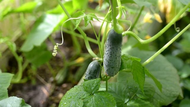 Взрывное плодоношение огурцов! Внесла по капле под каждый куст огурцов