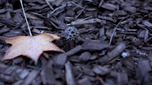 Nikon D5200 Cinematic Test