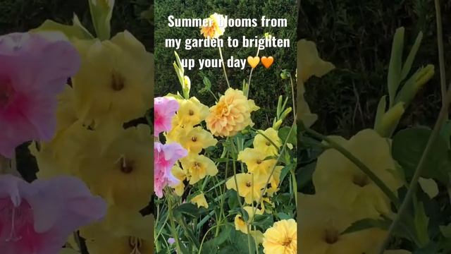 Bright And Sunshiny Flowers In  My Garden #shorts #outdoorgardening #dahlia #gladiolus #summer