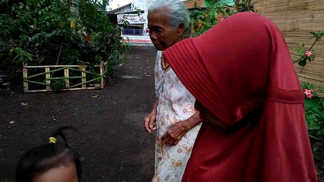 Rombusa si tanaman obat ajaib | Passiflora Foetida смотреть онлайн