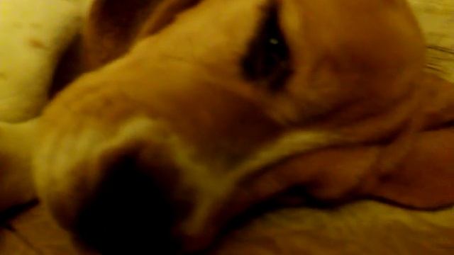 Храп бигля во сне))) || Snoring Beagle in a dream))) смотреть онлайн