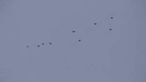 голуби - николаевские голуби - игра голубеи - полёт бабочки