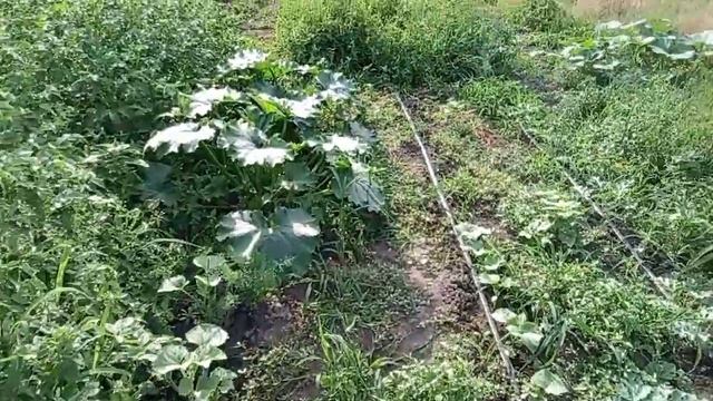 Ремонт продвигается. Планы. Огород. Валик Потерял ... Украинское Село смотреть онлайн