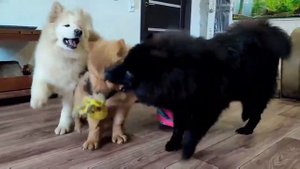 Евразиер / Зефир 4 мес / Редкая порода собак / #собака #собаки #евразиер #собакадругчеловека