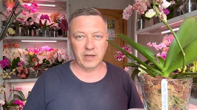 ЧУДЕСА от пересадки орхидей / корни орхидей как на дрожжах / ОСТОРОЖНО - НЕ ПОРЯДОЧНЫЙ продавец смотреть онлайн